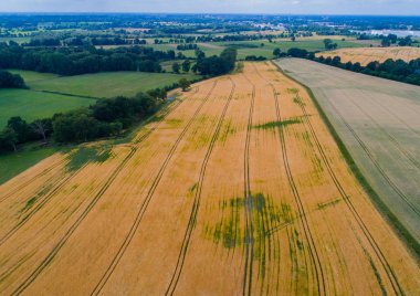 Drone uçuş ve üzerinde bir mısır tarlası havadan görünümü