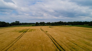 Drone uçuş ve üzerinde bir mısır tarlası havadan görünümü