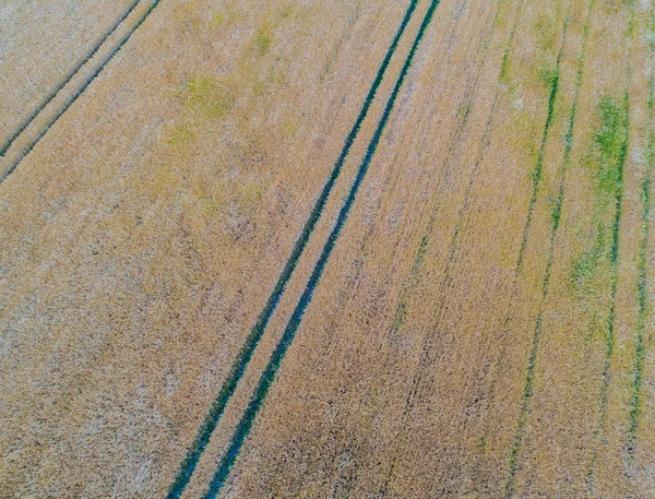 Πτήση Drone Και Εναέρια Θέα Πάνω Από Ένας Cornfield — Φωτογραφία Αρχείου