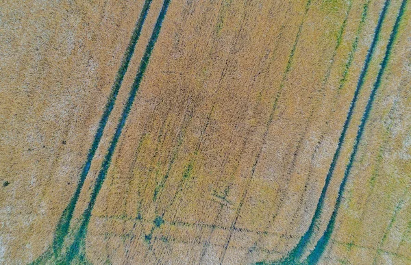Πτήση Drone Και Εναέρια Θέα Πάνω Από Ένας Cornfield — Φωτογραφία Αρχείου