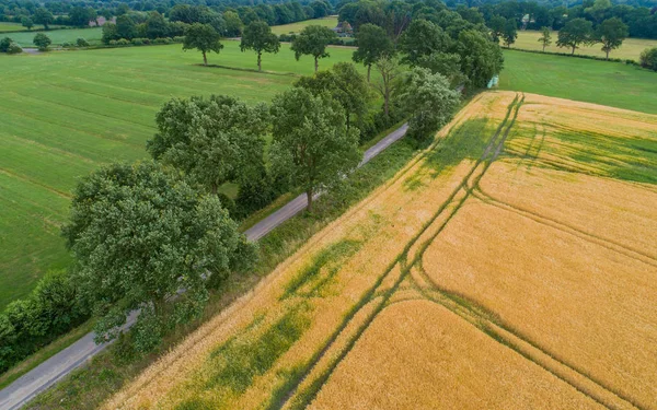Drone uçuş ve üzerinde bir mısır tarlası havadan görünümü