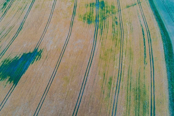 Voo Drones Visão Aérea Sobre Campo Milho — Fotografia de Stock