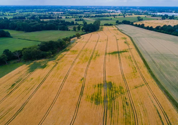Drone uçuş ve üzerinde bir mısır tarlası havadan görünümü