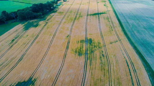 Voo Drones Visão Aérea Sobre Campo Milho — Fotografia de Stock