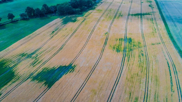 Voo Drones Visão Aérea Sobre Campo Milho — Fotografia de Stock