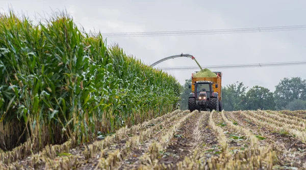Mısır hasadı, mısır tarlası hasat aracı, traktörlü hasat kamyonu.