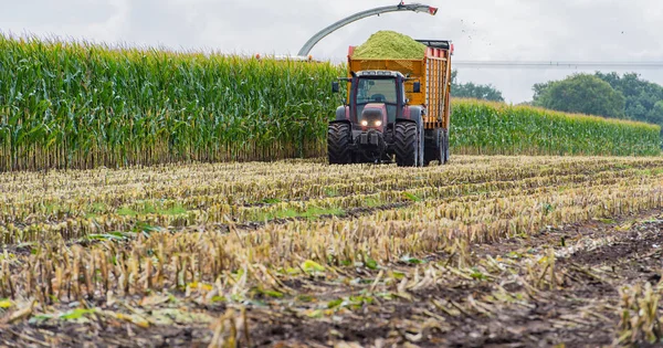 Mısır hasadı, mısır tarlası hasat aracı, traktörlü hasat kamyonu.