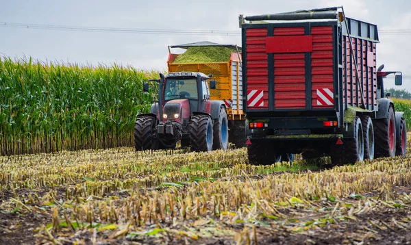 Majs Skörd Majs Grovfoder Skördare Aktion Skörd Lastbil Med Traktor — Stockfoto