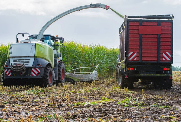 Mısır hasadı, mısır tarlası hasat aracı, traktörlü hasat kamyonu.