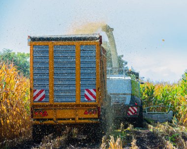 Mısır hasadı, mısır tarlası hasat aracı, traktörlü hasat kamyonu.