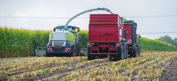 Kukorica Betakarítás Kukoricaszedő Akcióban Traktoros Betakarító Teherautó — Stock Fotó