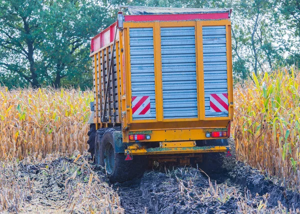 Mısır hasadı, mısır tarlası hasat aracı, traktörlü hasat kamyonu.