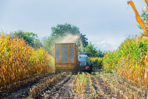 Mısır hasadı, mısır tarlası hasat aracı, traktörlü hasat kamyonu.