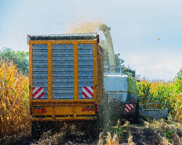 Mısır hasadı, mısır tarlası hasat aracı, traktörlü hasat kamyonu.