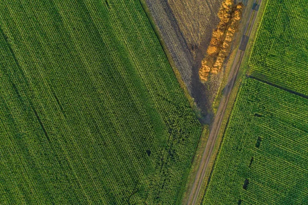 Πτήση Drone Και Εναέρια Θέα Πάνω Από Ένα Πεδίο Του — Φωτογραφία Αρχείου