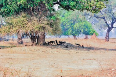 Afrika Vahşi köpekler Savannah Zimbabve, Güney Afrika