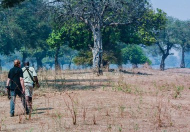 Afrika Vahşi köpekler Savannah Zimbabve, Güney Afrika