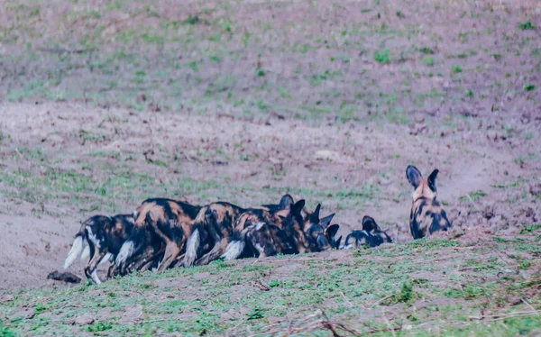 Afrika Vahşi Köpekler Savannah Zimbabve Güney Afrika — Stok fotoğraf