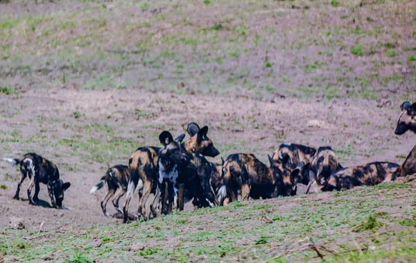 Африканские Дикие Собаки Саванне Зимбабве Южная Африка — стоковое фото