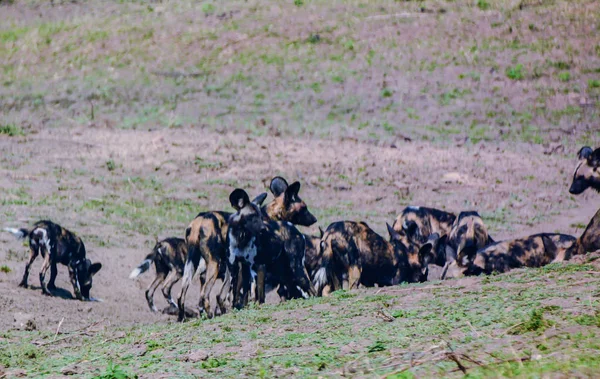 ジンバブエ 南アフリカ共和国でオフ サバンナのアフリカの野生の犬 — ストック写真