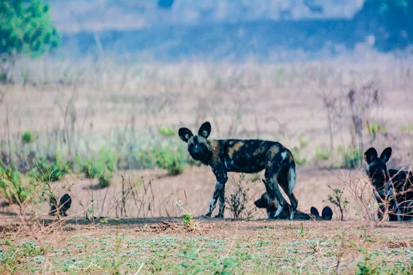Cães Selvagens Africanos Savannah Zimbabwe África Sul — Fotografia de Stock