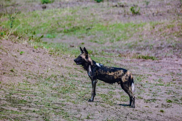 ジンバブエ 南アフリカ共和国でオフ サバンナのアフリカの野生の犬 — ストック写真