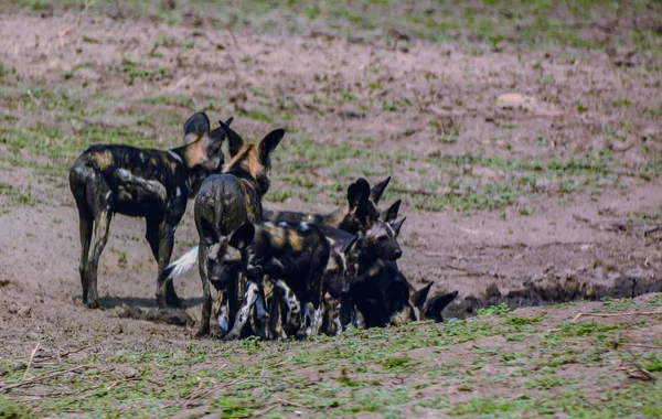 Afrikanische Wildhunde Der Savanne Vor Zimbabwe Südafrika — Stockfoto