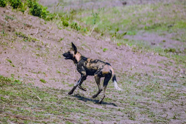 ジンバブエ 南アフリカ共和国でオフ サバンナのアフリカの野生の犬 — ストック写真