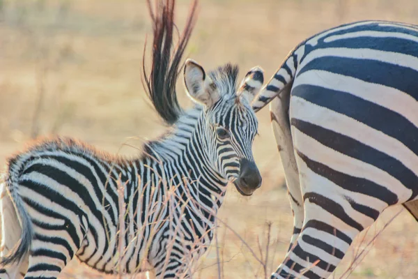 Zebras Savanna Zimbabwe South Africa — Stock Photo, Image