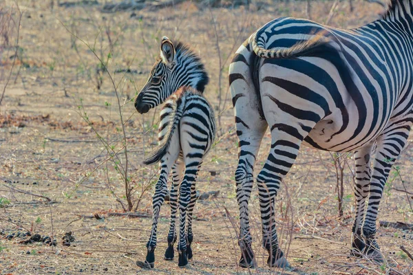 Zebry Sawannie Zimbabwe Republika Południowej Afryki — Zdjęcie stockowe