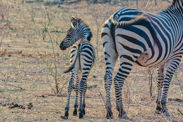 Zebras in the savanna of in Zimbabwe, South Africa