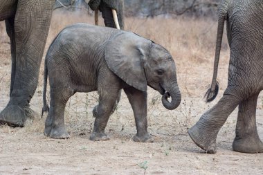 Güney Afrika 'nın Zimbabve ovasındaki filler.