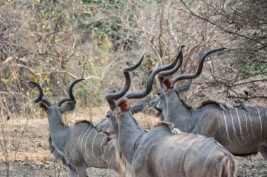 Kudu in the Savannah of in Zimbabwe, South Africa