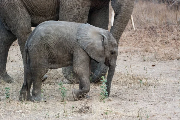 Elefanti Nella Savana Dello Zimbabwe Sudafrica — Foto Stock