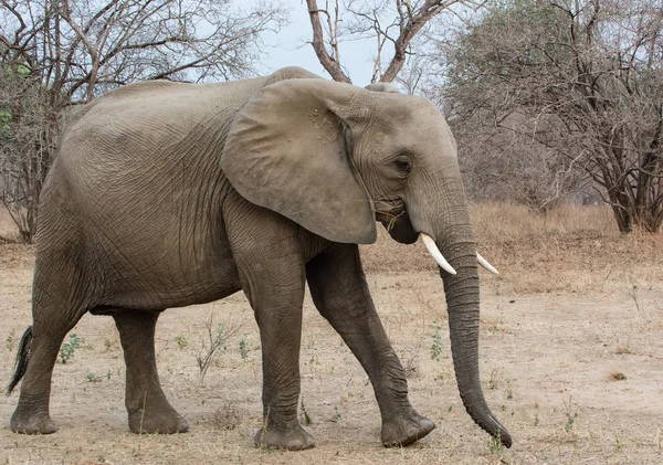 Elefanten Der Savanne Von Simbabwe Südafrika — Stockfoto