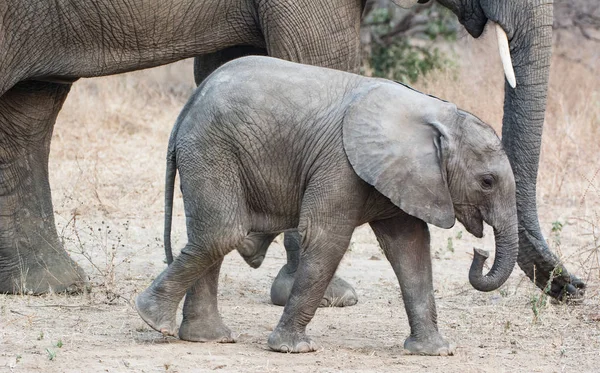 Elefanten Der Savanne Von Simbabwe Südafrika — Stockfoto