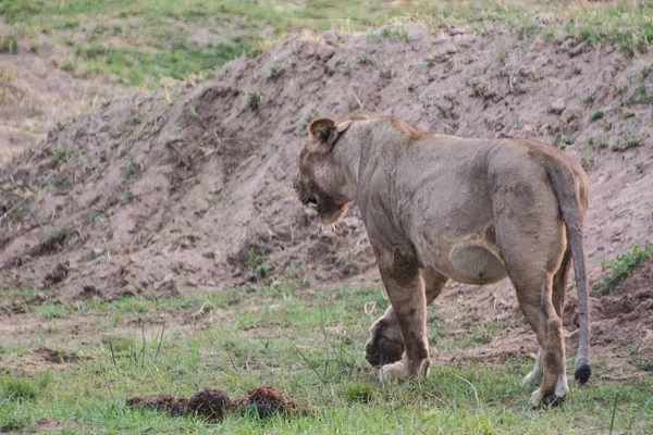 Löwin Der Savanne Von Simbabwe Südafrika — Stockfoto