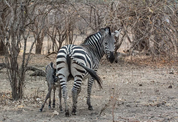 Zebry Savaně Zimbabwe Jižní Afrika — Stock fotografie
