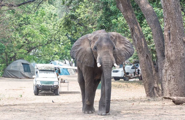 Campo Tendas Savannah Lago Zimbabué África Sul — Fotografia de Stock