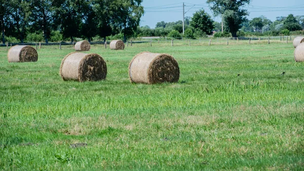 Haymaking Transformado Fardos Redondos Campo — Fotografia de Stock