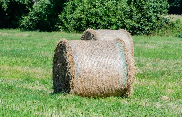 Haymaking Transformado Fardos Redondos Campo — Fotografia de Stock