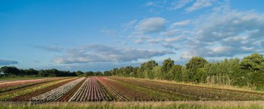 Renkli gül alanlarının havadan görünümü