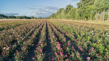 Renkli gül alanlarının havadan görünümü