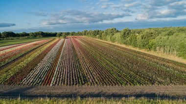Renkli gül alanlarının havadan görünümü