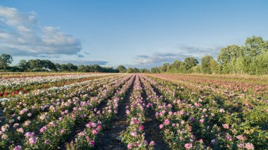 Renkli gül alanlarının havadan görünümü