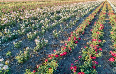 Renkli gül alanlarının havadan görünümü