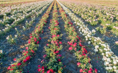 Renkli gül alanlarının havadan görünümü