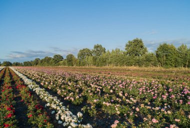 Renkli gül alanlarının havadan görünümü