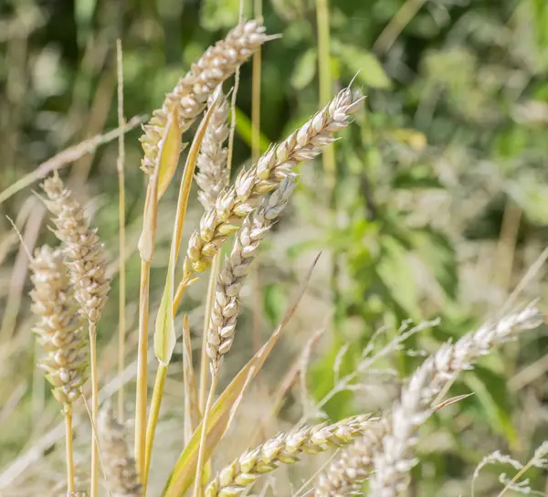 Oogsten Van Graan Een Tarweveld Harvester — Stockfoto