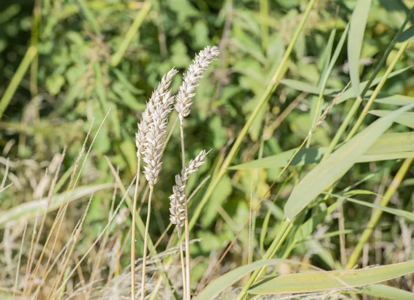Erntehelfer Erntet Getreide Auf Einem Weizenfeld — Stockfoto